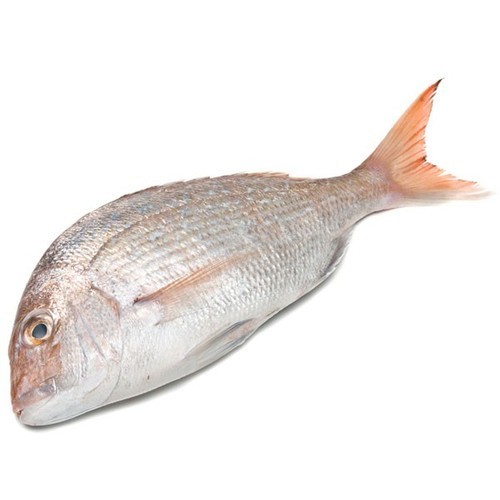 White Snapper